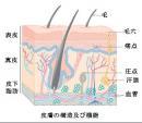 皮膚の機能