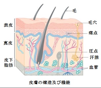 皮膚の機能