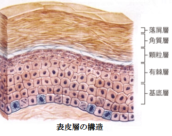 角質の大切さ